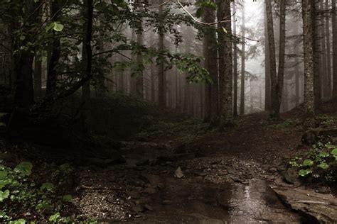 Italian Forest 4 By Adres89 On Deviantart