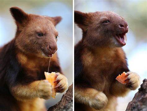 Theres Such A Thing As Tree Kangaroos And We Promise Its The Cutest