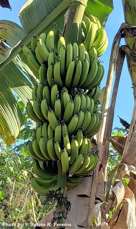 Cacho De Bananas Cacho De Bananas Terreiro De Uma Granja Flickr