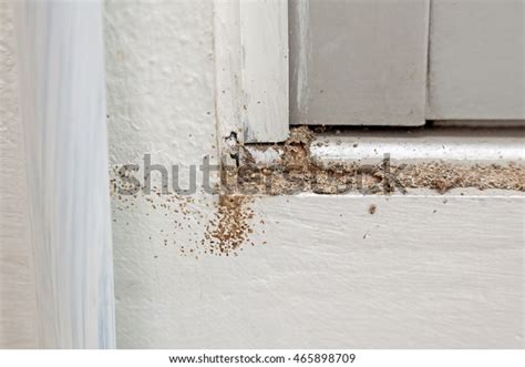 Termite Making Their Route Mud Tunnel Stock Photo 465898709 Shutterstock