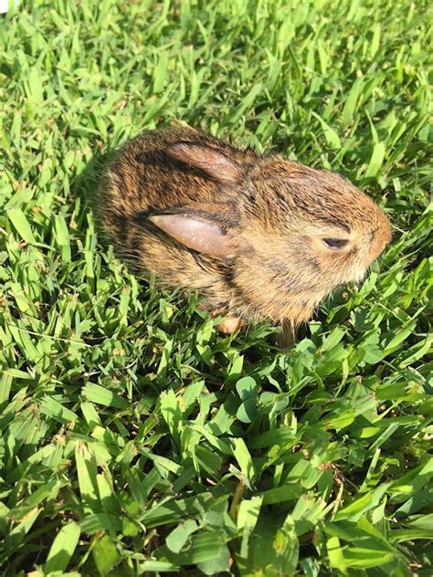 Rabbit was improving near end of that treatment, but then the sore hocks deteriorated again. A baby rabbit pool rescue, a dog bite and a rare cross fox ...