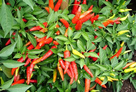 Even in the coldest parts of the uk, it is possible to grow your own chillies and january to february is the perfect time for planting peppers. Top 10 Advices On How To Grow Chili Peppers