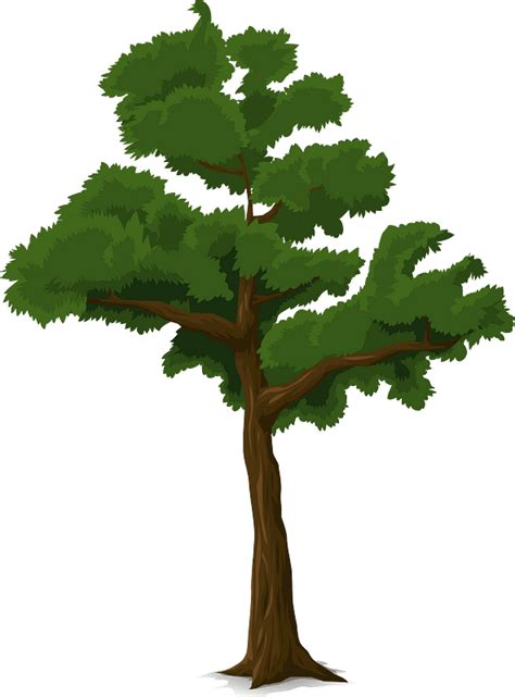 Deciduous Tree Clipart Free Download Transparent Png Creazilla