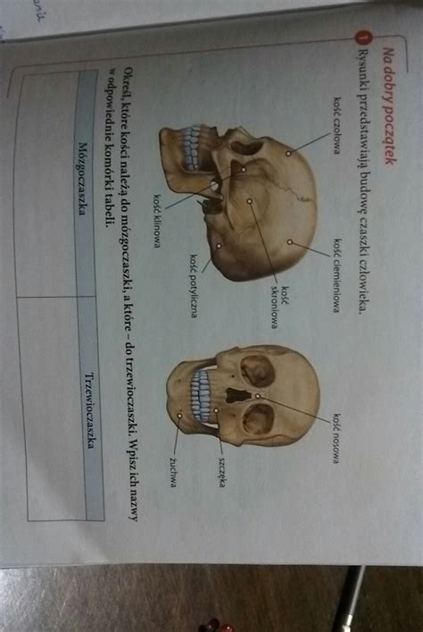 Rysunki Przedstawiają Szkielet Człowieka I Innych Małp - rysunki przedstawiają budowę czaszki pls - Brainly.pl