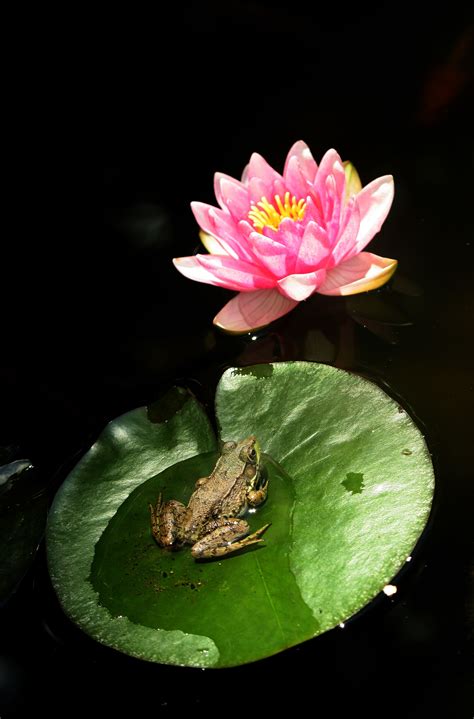 Frogs In The Ponds Water Lily Lily Pond Water Lilies Pond Life