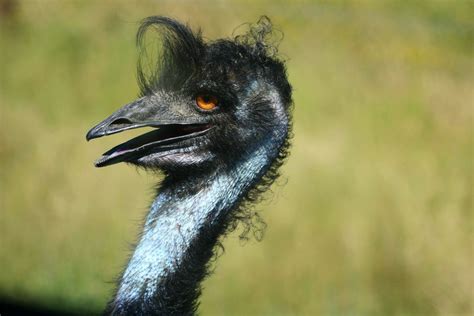 Emu Buddy Wildlife Safari Wildlife Safari