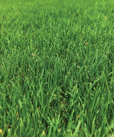 Tiftuf Bermuda Turf High Wear Tolerance Lawn