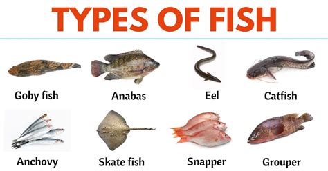 Types Of Fish To Eat Pictures Design Talk