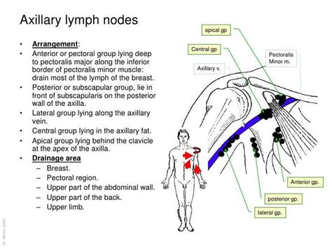 Pectoral Axillary Lymph Nodes