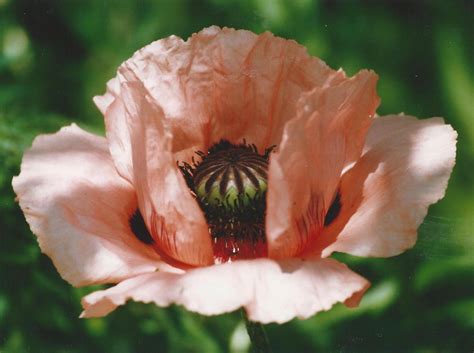 He is the owner of poke pelago island, lusamine's husband, and the father of lillie and gladion. Mohn | ABC zur Volkskunde Österreichs | Kunst und Kultur ...