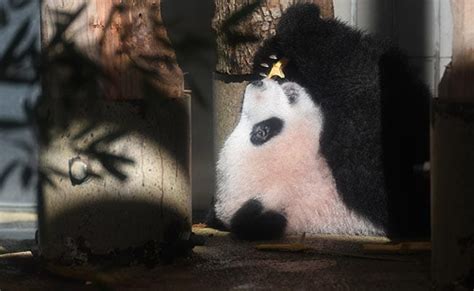 Baby Panda Makes Press Debut At Japan Zoo