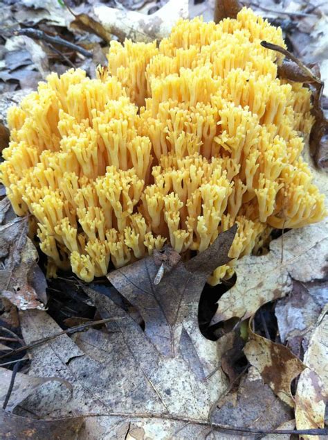 Golden Coral Mushroom
