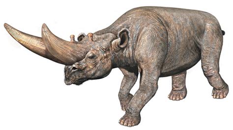Art Illustration Prehistoric Mammals Arsinoitherium Is An Extinct