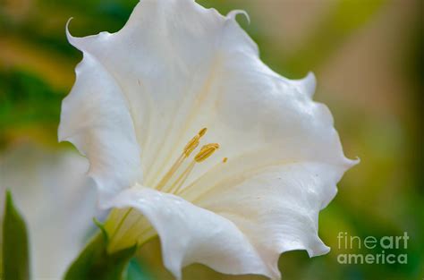 Datura Hybrid White Flower Photograph By Michael Moriarty Fine Art