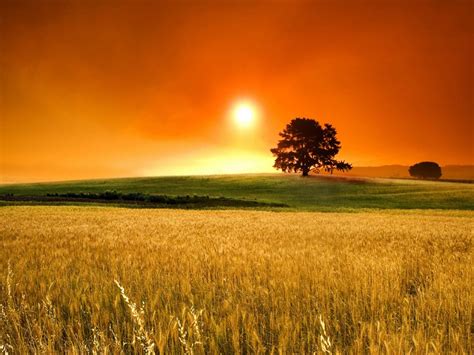 Sky Earth Superb Sunset Fields Tree Clouds Sky Wallpaper Pics For