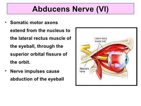 Abducens Nerve Anatomy Courses Muscle Supply And Branches