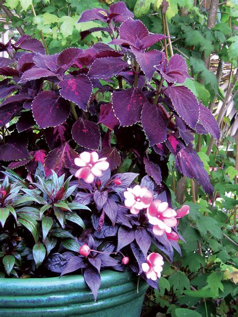 Midsummer to early fall height: Plant some of these beauties for great garden color, even ...