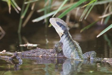 Water Dragon Facts And Beyond Biology Dictionary