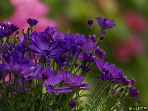Purple Flowers Photo Dot Com