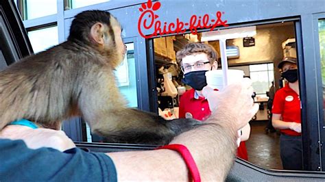 Monkey Visits Chick Fil A Drive Thru Watch This Cute Pet Monkey