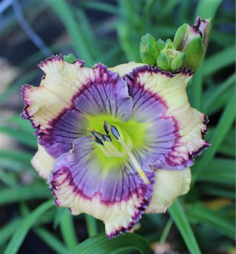 Photo Of The Bloom Of Daylily Hemerocallis Blue Wrangler Posted By