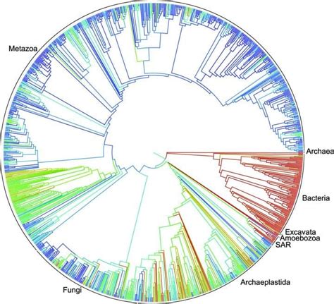 This New ‘complete Tree Of Life Shows How 23 Million Species Are