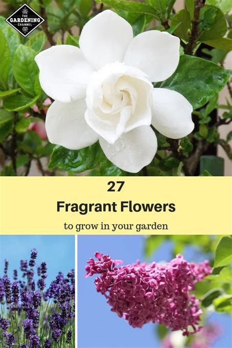 27 Best Fragrant Flowers To Grow In Your Garden