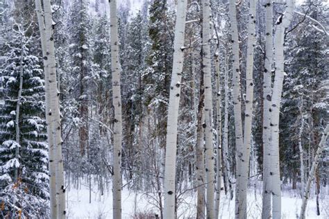 7500 Aspen Trees Snow Stock Photos Pictures And Royalty Free Images