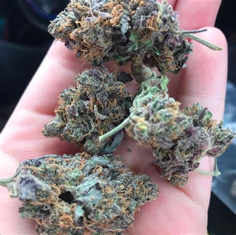 It has a 25% thc level that induces an. Buy OG Kush Online - Buy Weed Online - Kush Man