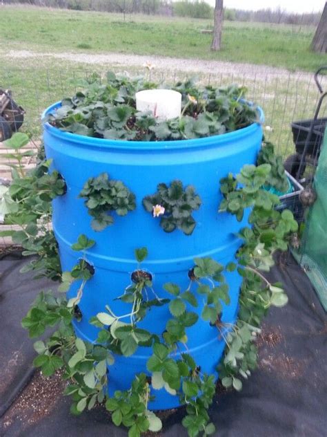 A Large Blue Barrel With Plants Growing Out Of It
