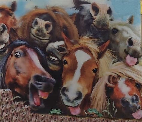 1920x1080px 1080p Free Download Crazy Horses Animal Faces Funny