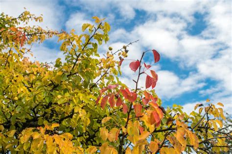 Autumn Foliage Against Blue Sky Stock Image Image Of Rest Enjoyment