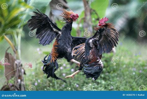 Fighting Roosters Tethered To The Enclosures At A Farm In Jalisco