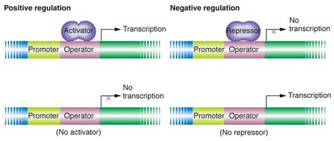 Positive And Negative Regulation