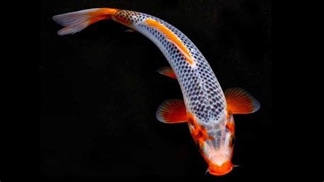 They're naturally low in fat, and an excellent choice for an extremely large group of fish, white fish include important species such as cod, haddock and related, more sustainable species such as coley. Understanding Koi Fish Color Meaning | LifeDaily