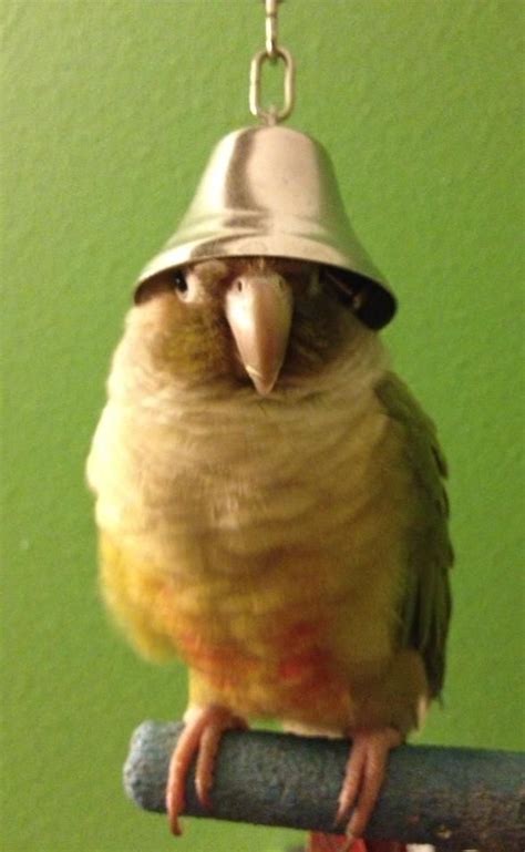 Funny Belled Bird Of The Day Pet Birds Funny Parrots