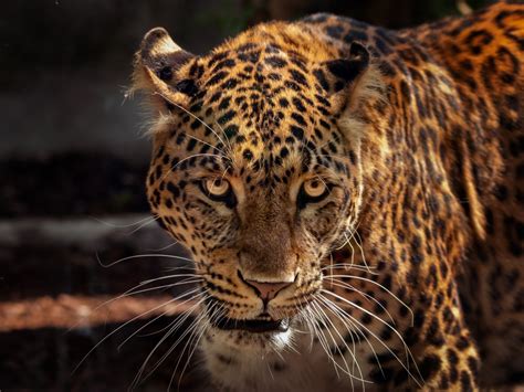 Desktop Wallpaper Wild Predator Curious Muzzle Jaguar Animal Hd