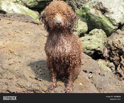 Dirty Dog On Beach Image & Photo (Free Trial) | Bigstock