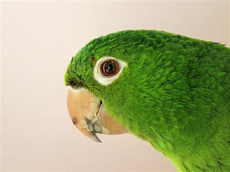 8 Ways To Tell If Your Parrot Is Sick And What To Do About It