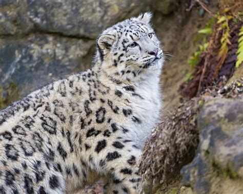 Snow Leopards Animals Wallpapers Hd Desktop And Mobile Backgrounds