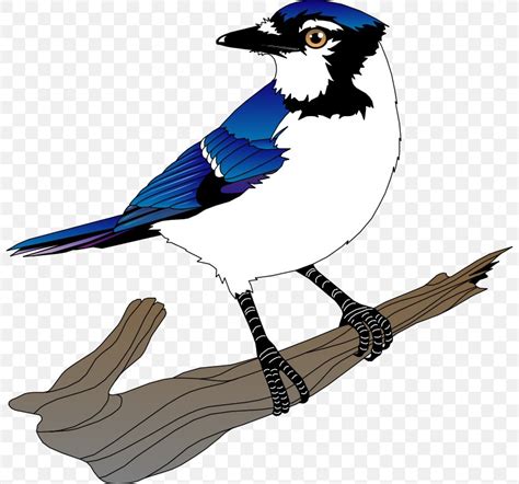 Blue Jay Bird Clip Art Png 800x766px Blue Jay Beak Bird Blog