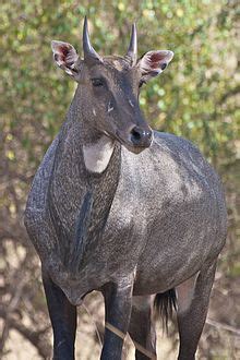 Locks allow vessels to move across dams, but may constitute a capacity bottleneck in the waterway network. Nilgai - Wikipedia