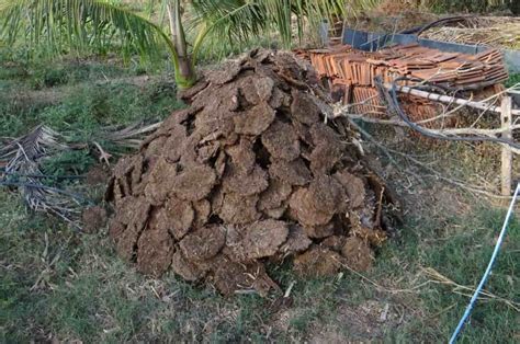 How To Make Cow Dung Manure Compost A Step By Step Guide To Use In