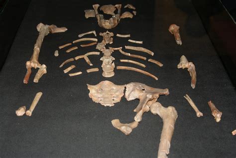 Sex Evolution Ancient Human Ancestor Lucy Could Have Been Polygynous