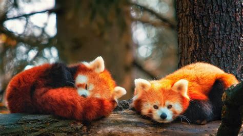 Two Red Pandas Are Lying Down On Tree Trunk In Blur Forest Trees Background Hd Panda Wallpapers