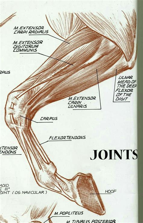 Joints Horse Anatomy Horse Drawings Horse Sculpture
