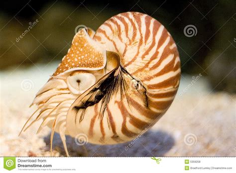 Nautilus Stock Photo Image Of Cephalopod Close Salt 5359258