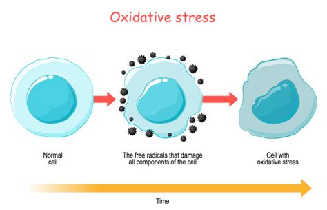 Oxidative Stress And Inflammation Causes Effects And Prevention