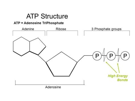 Describe The Structure Of An Atp Molecule