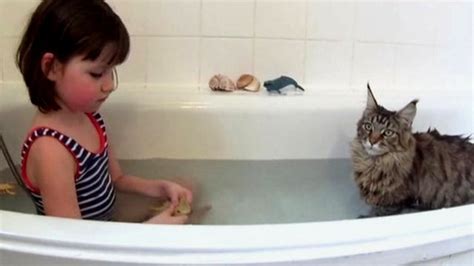 How A Cat Enabled An Autistic Six Year Old To Communicate Bbc News